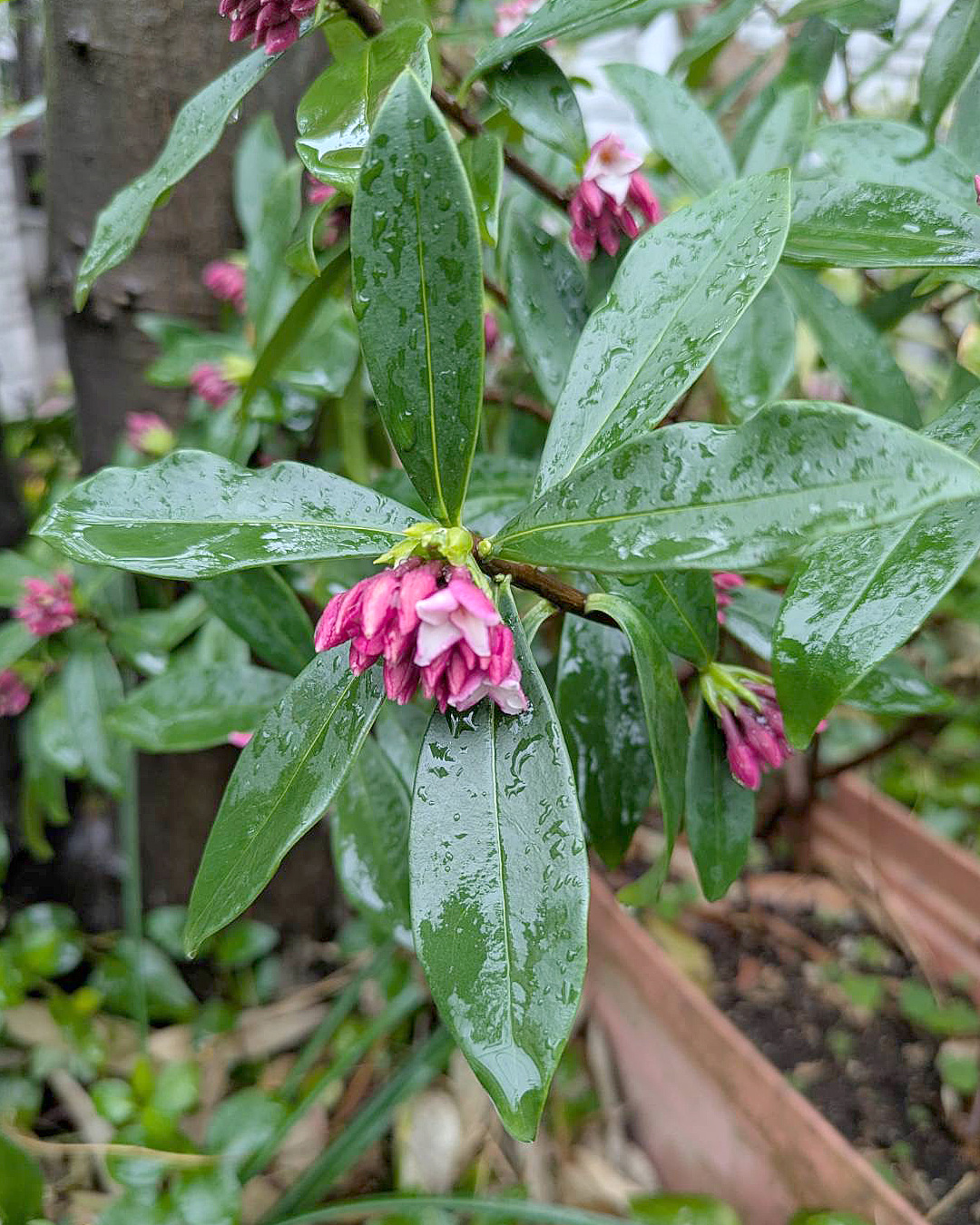ジンチョウゲ(沈丁花)が咲き始めました