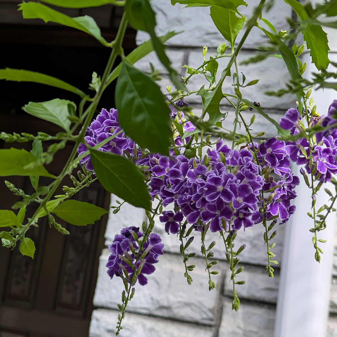 名前のわからないお花
