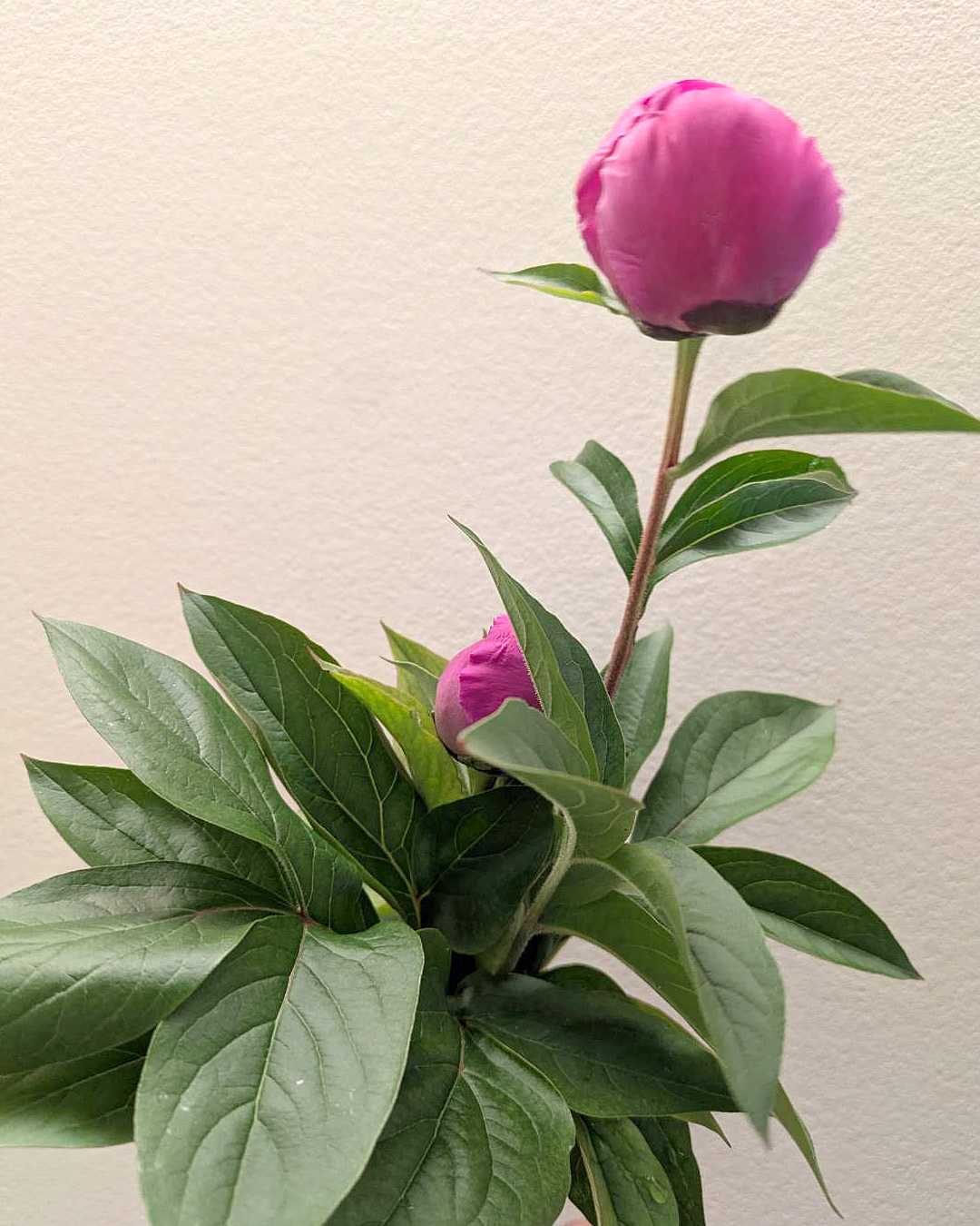 ゴールデンウィーク DiViNiはカレンダー通り