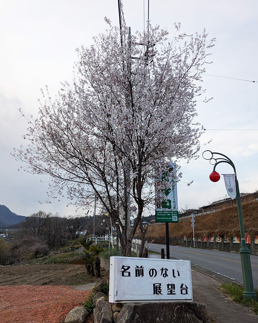 色んなお花が次々に咲いています