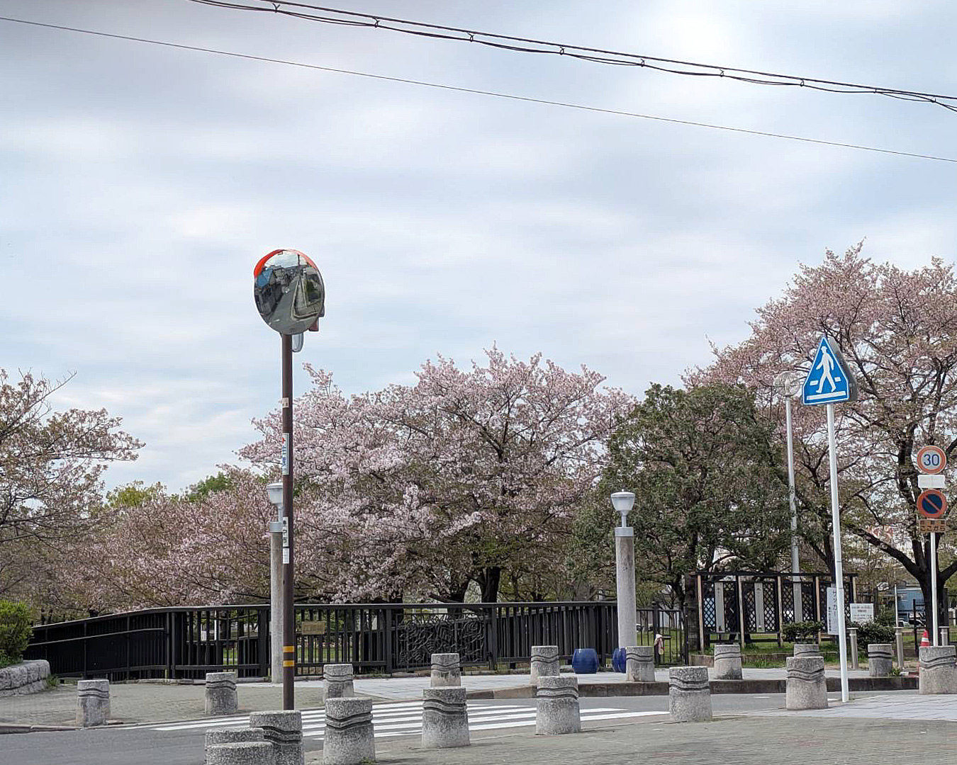 白いアメリカハナミズキが満開です