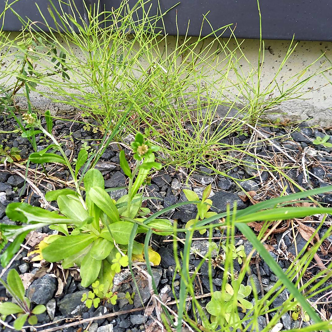 アクセサリーのリフォームも承っております