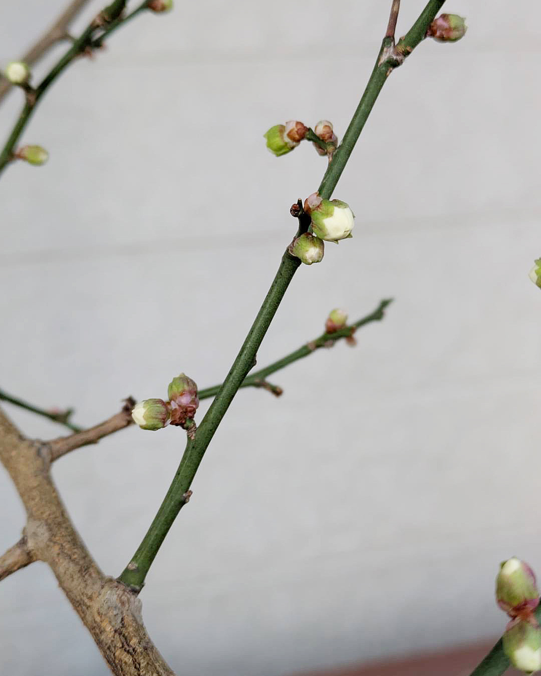 ネックレスのお修理や金具の付け替え