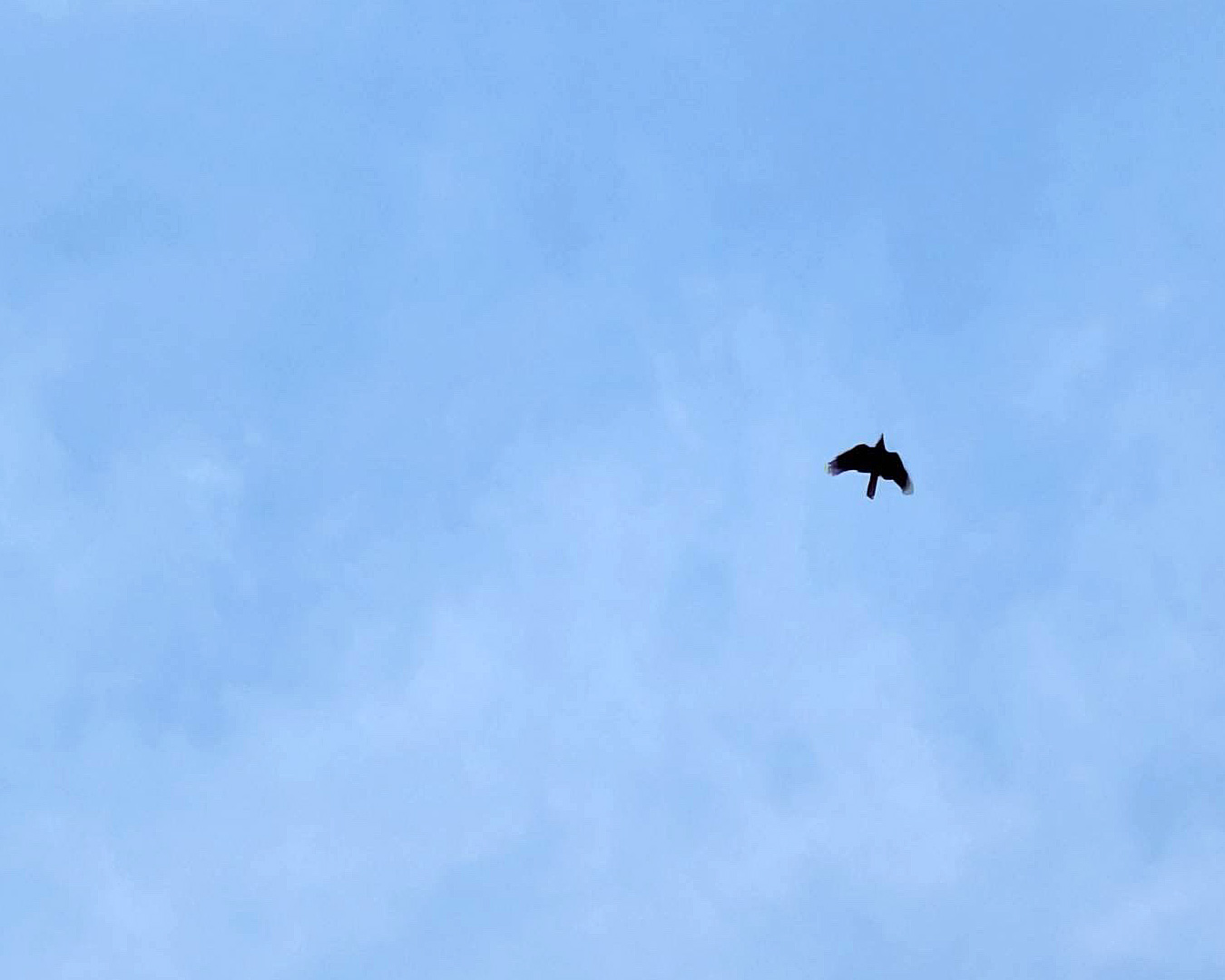 カラスの子育てシーズン到来