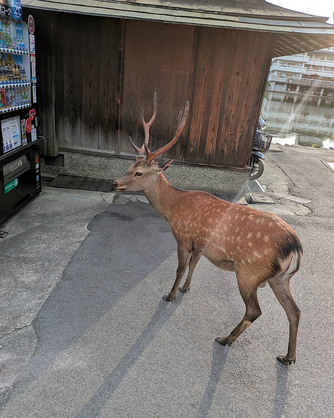 電車で奈良へ