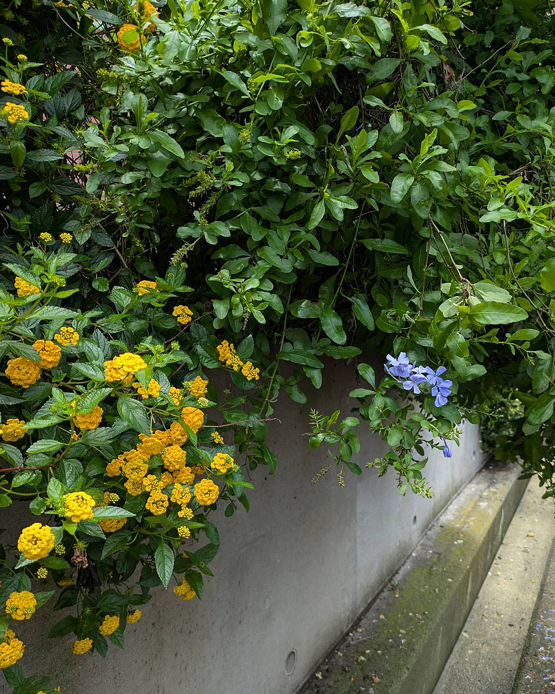 色とりどりのお花❤️