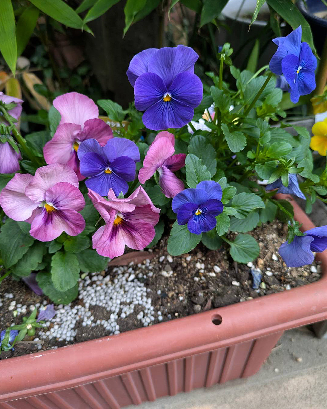 シュエットさんの前のお花屋さんで買いました