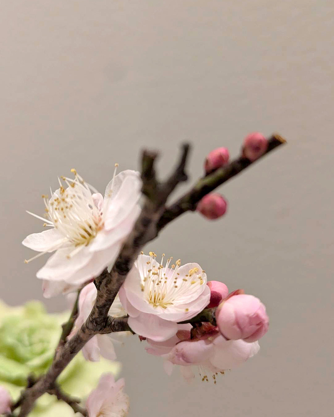 立春に梅を飾りました