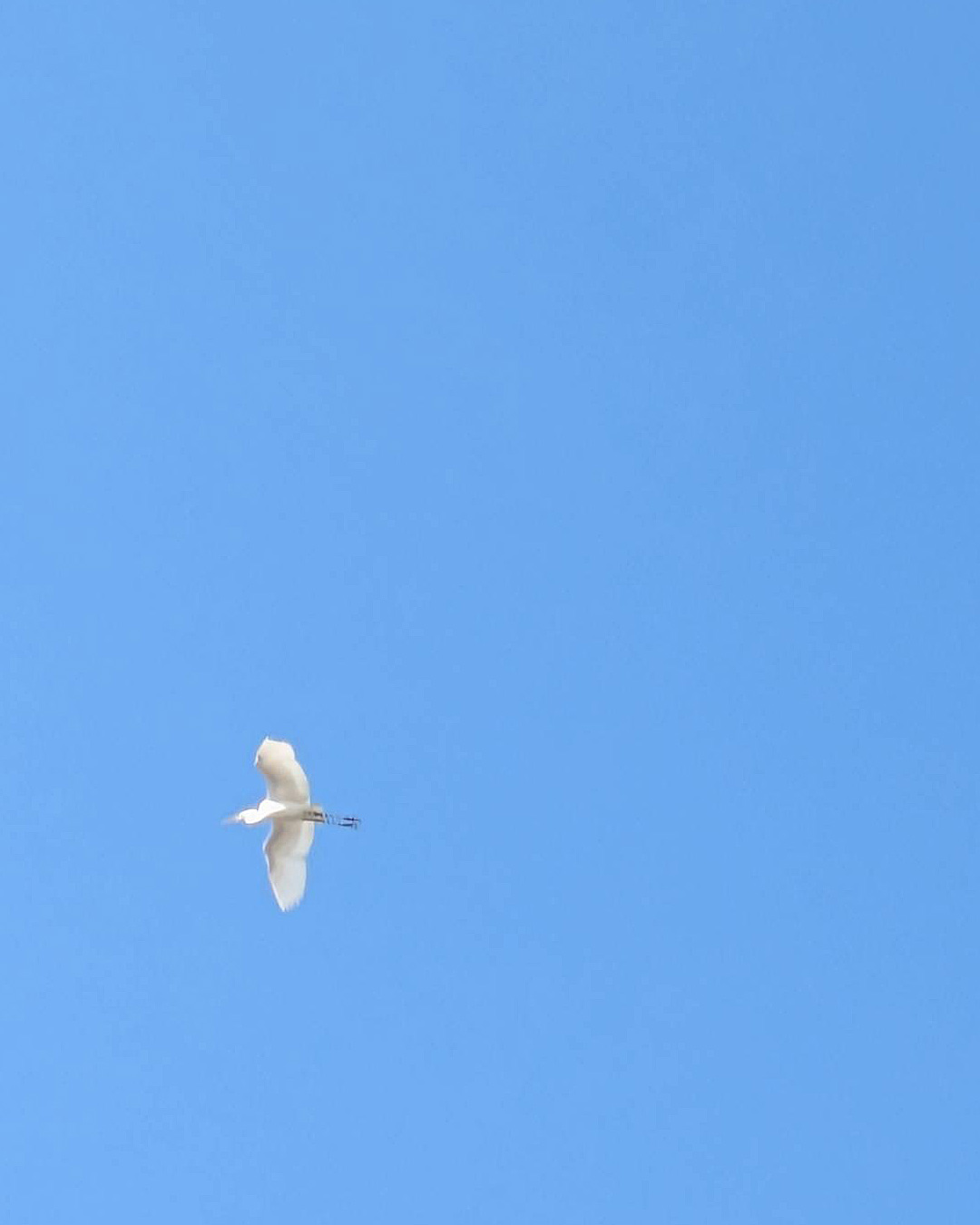 今日のシラサギさん