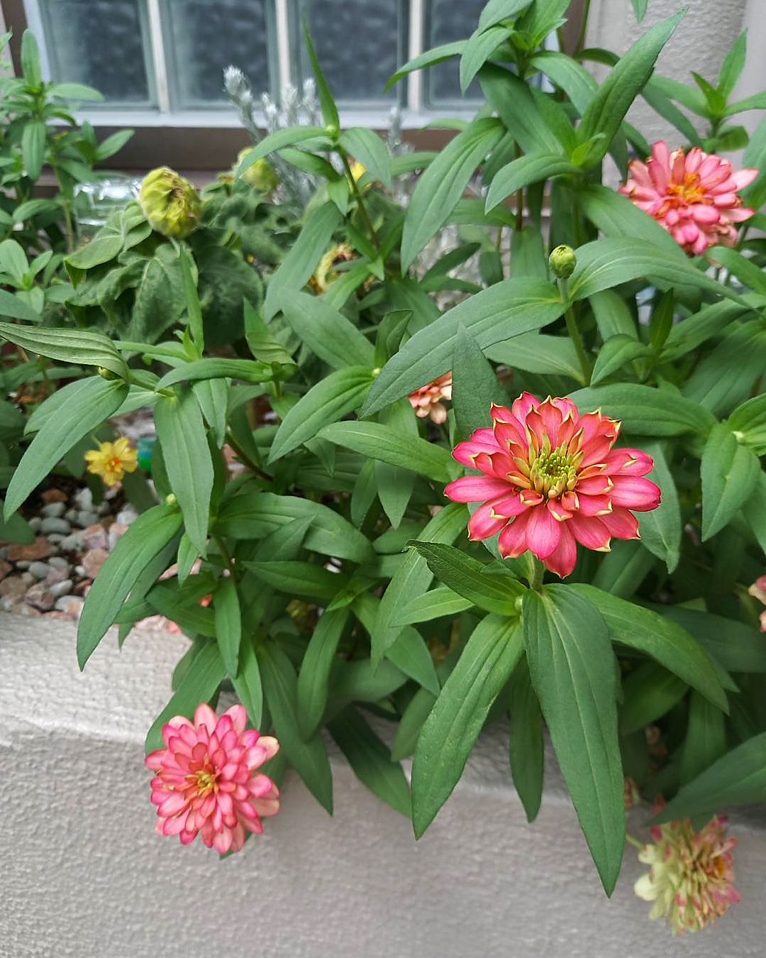 小さなお花にホッコリ