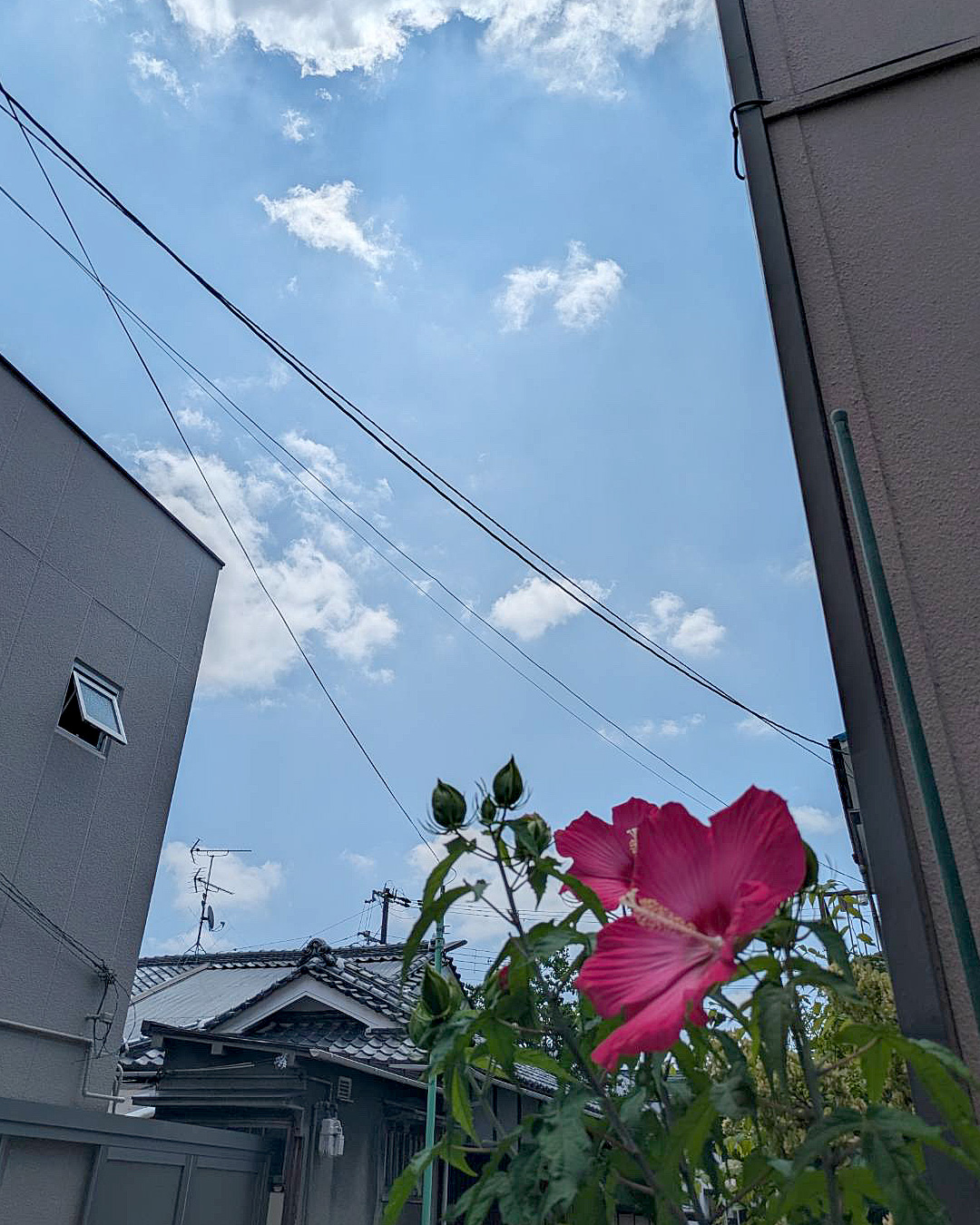 花オクラとハイビスカスとフヨウ