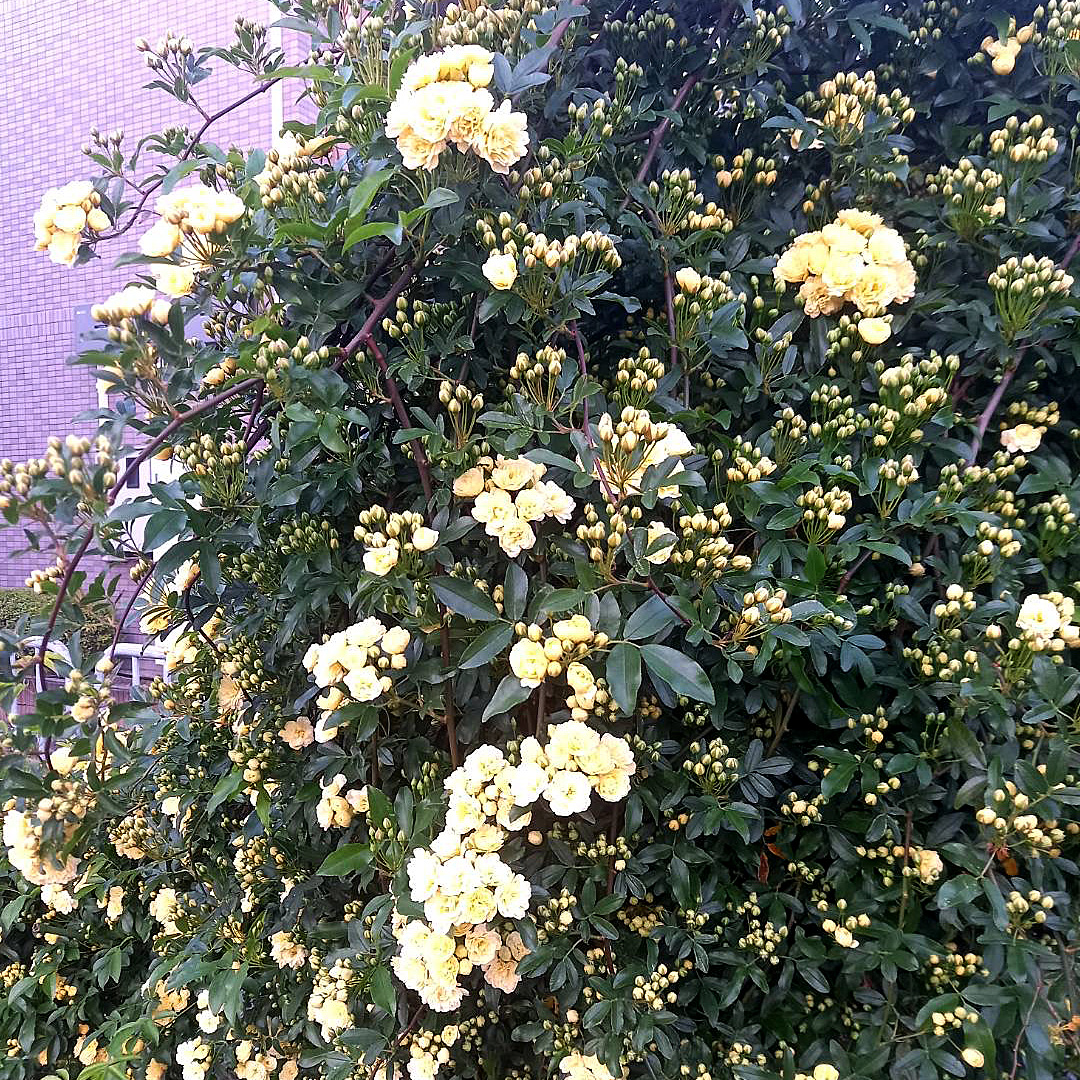 夕方のお花たち