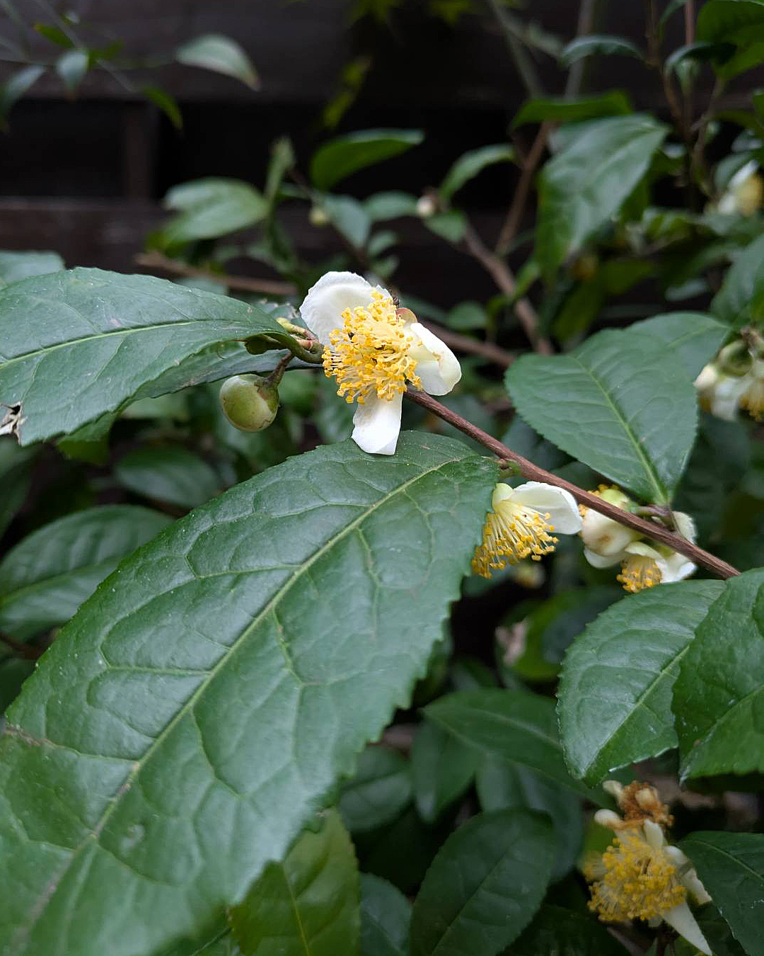 お茶の花が咲いていました