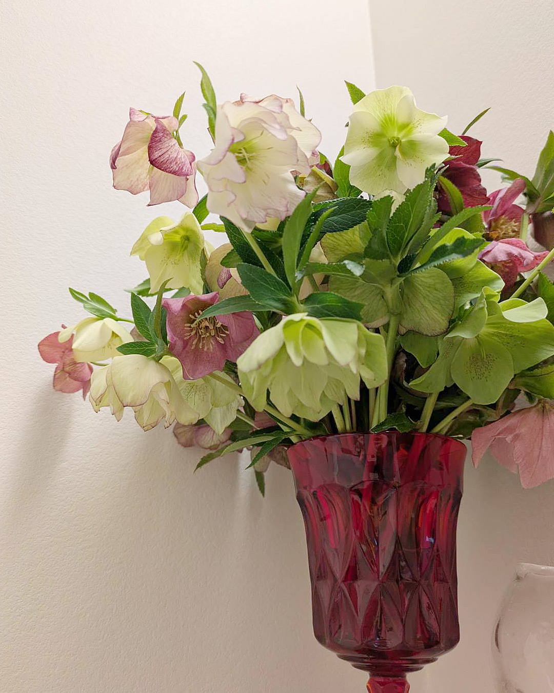 クリスマスローズをたくさんもらいました