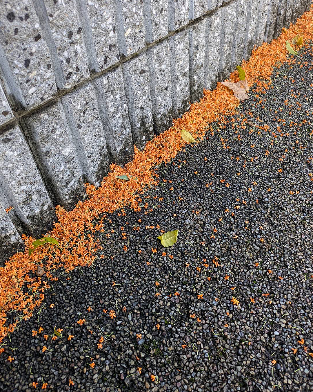 21日からの3日間は芦屋シュエットさんで展示会です