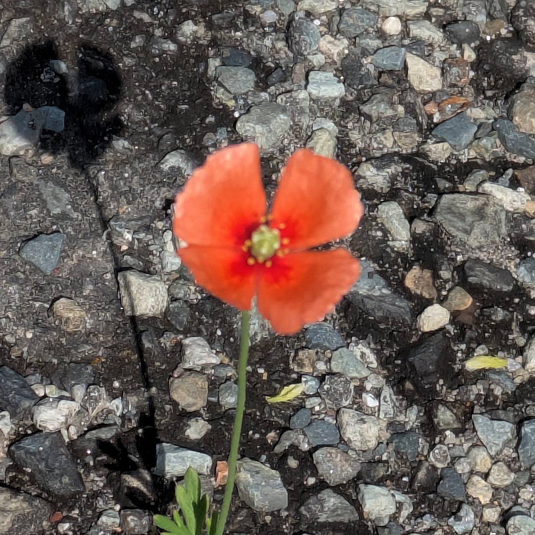 小さいケシがポツンと１つ