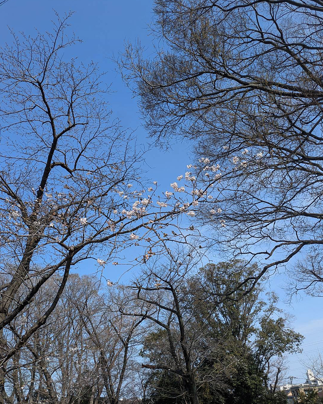 桜咲きました