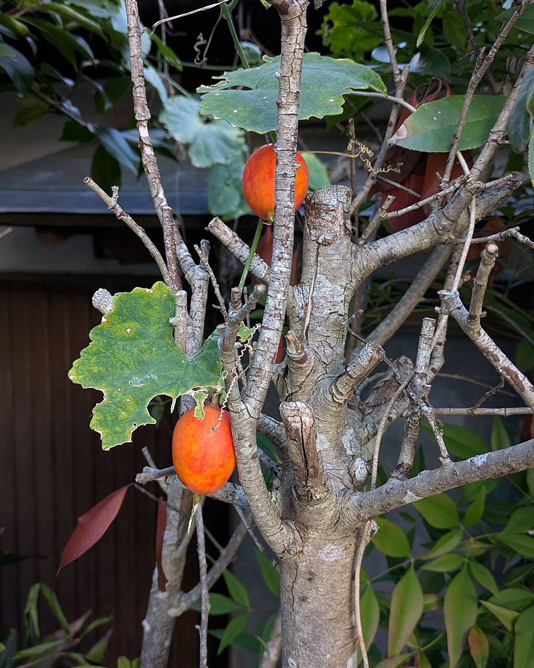 加茂町はお茶の産地