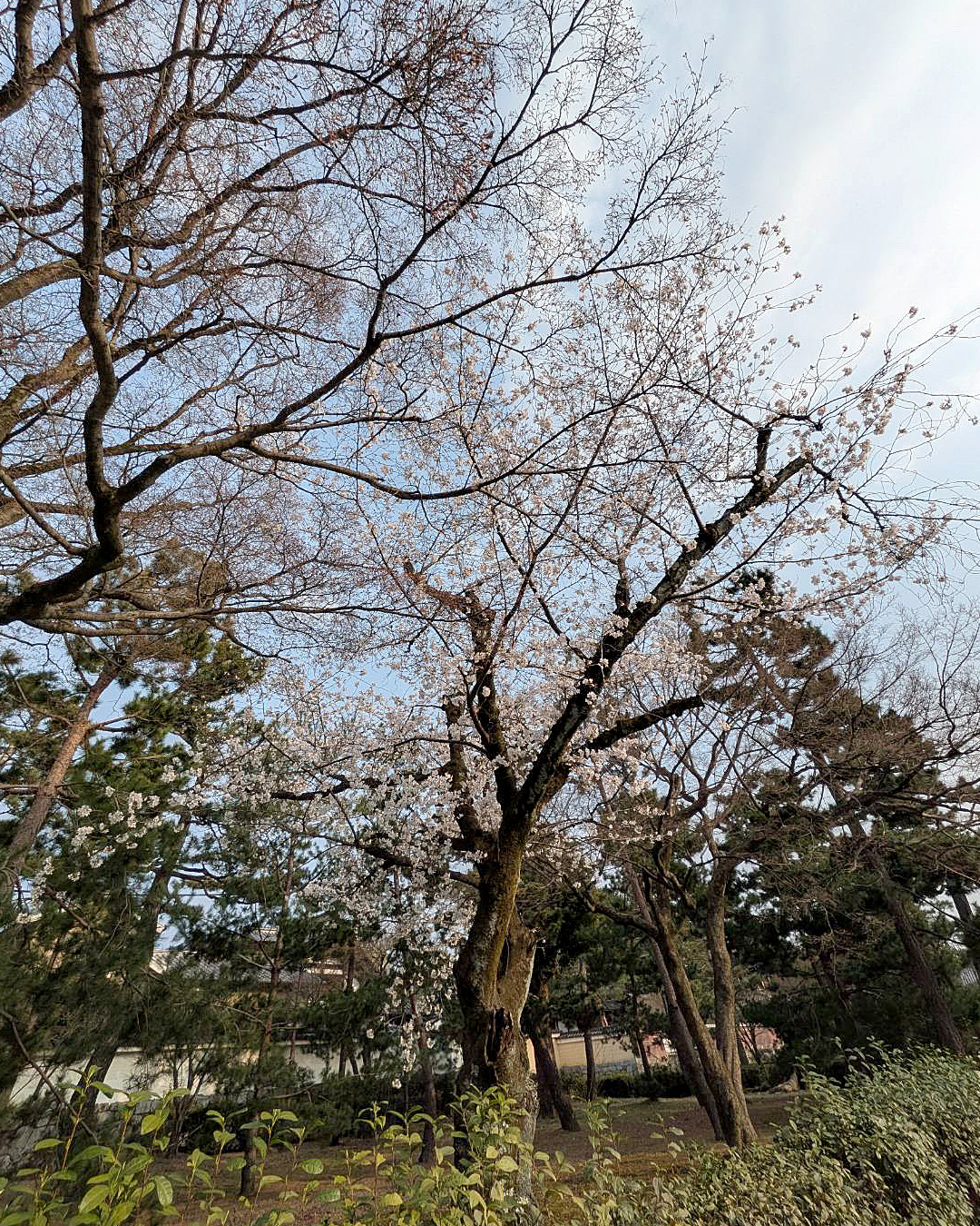 春満喫の楽しいお散歩