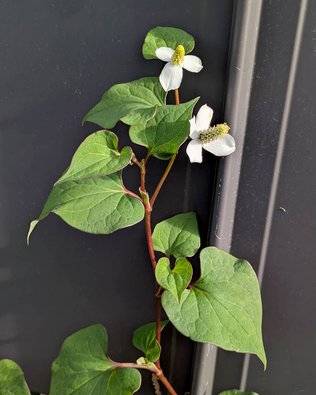今日のお花 ドクダミ