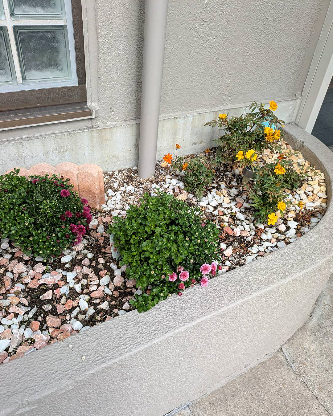 会社の花壇のお花