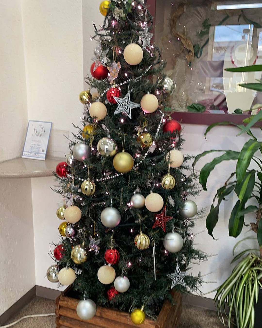 会社のクリスマス・ツリー🎄