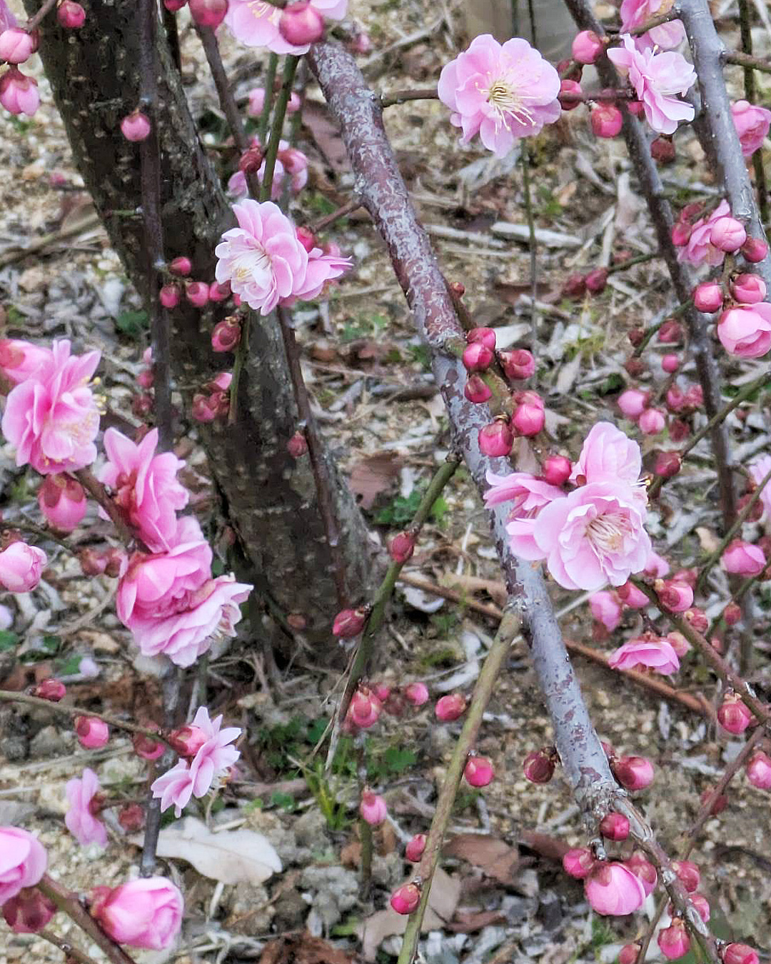 服部緑地公園の梅林に行ってきました