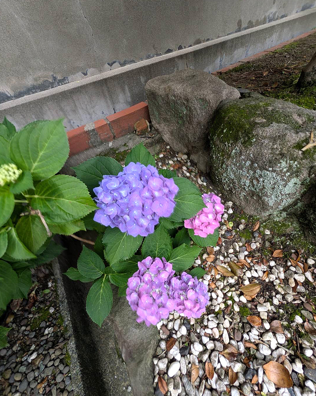 アジサイ ＆ ナンテン