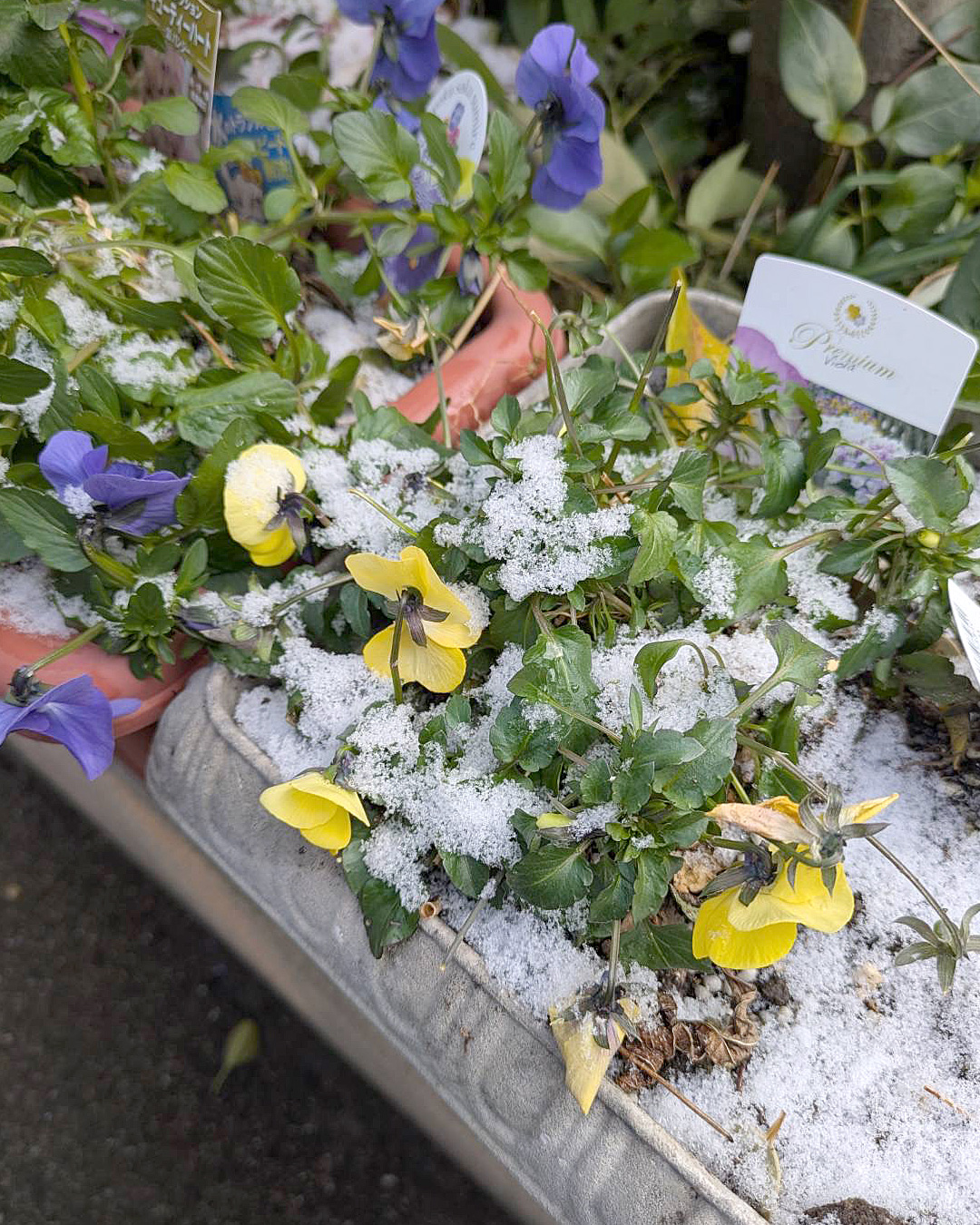 大阪北部も雪が積もっています