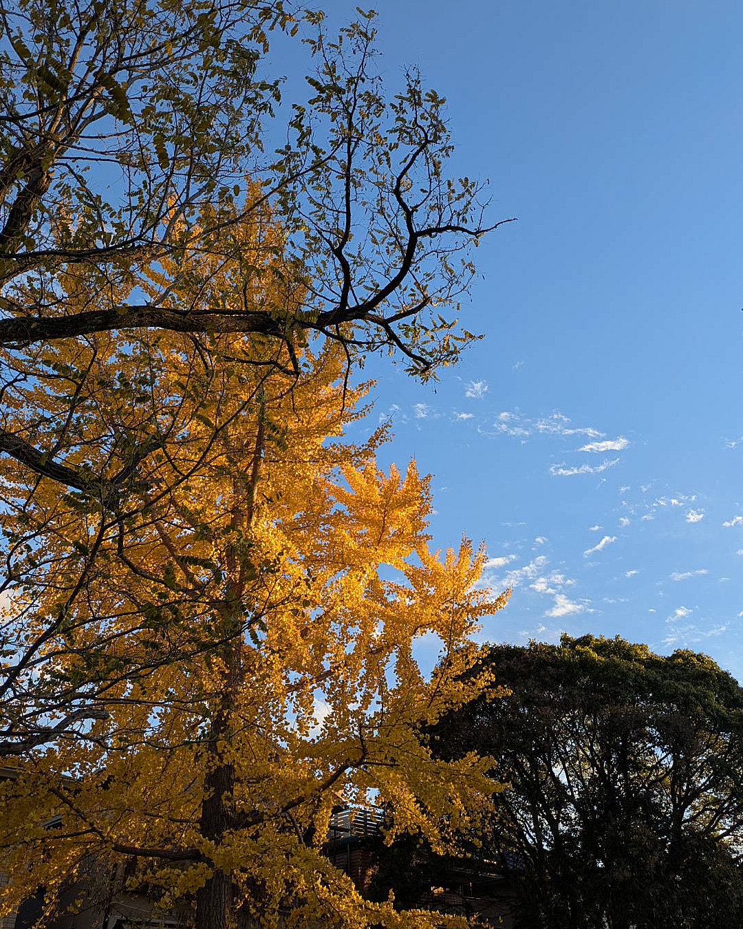 明日から寒くなるみたいです