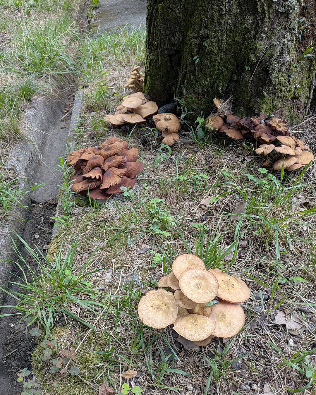 キノコ、キノコ、キノコ❗