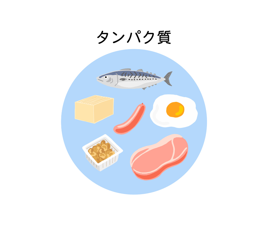 タンパク質ってなんで必要なの？　part1