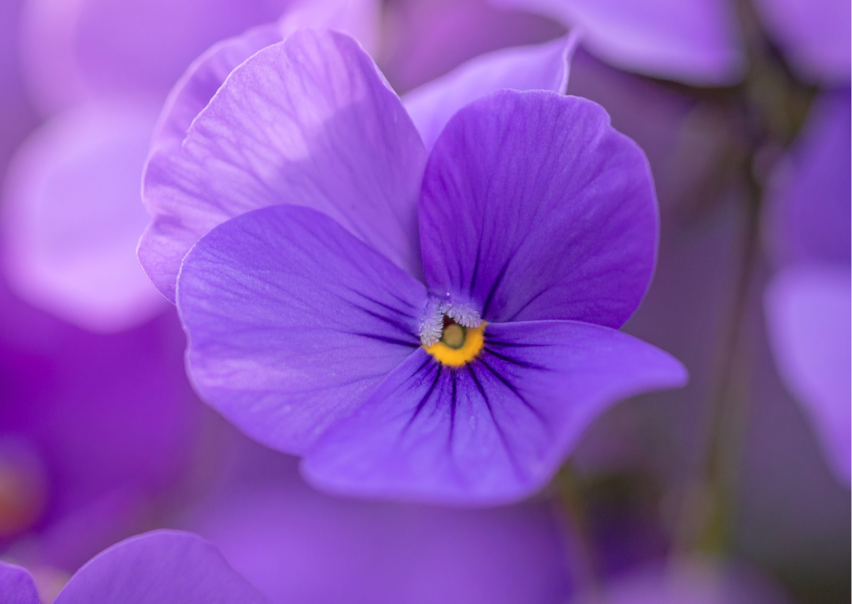 2月誕生石アメシストと「赤毛のアン」