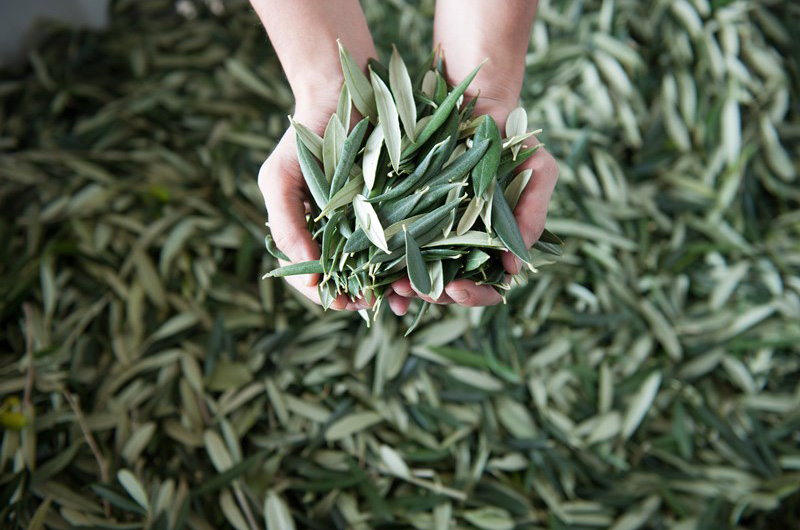 オリーブ葉って、何がすごいの？ 知られざる歴史と素材の話