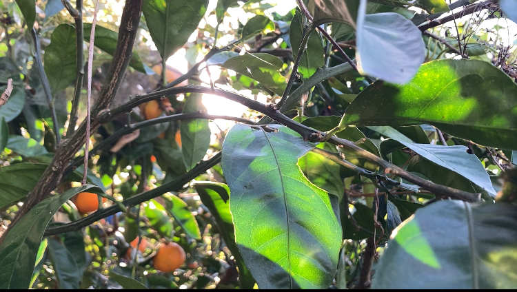 幸せを育てる言葉