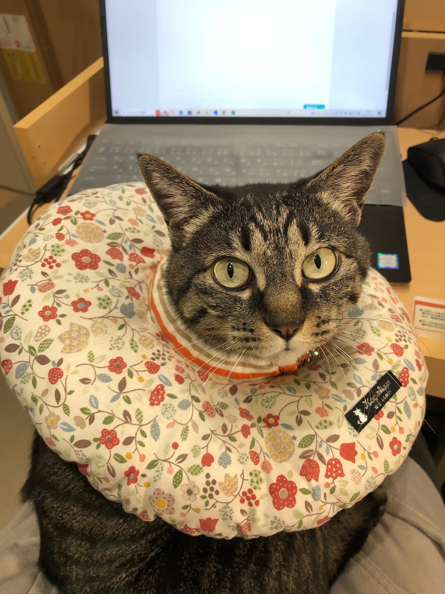 ニャップサック