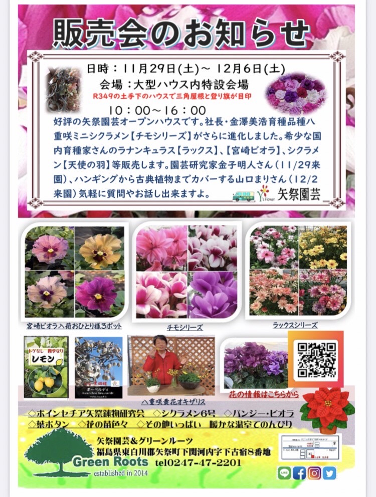 シクラメンの販売会を開催します。11/29（土）～12/6（土）