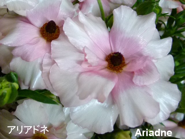 新年あけましておめでとうございます。