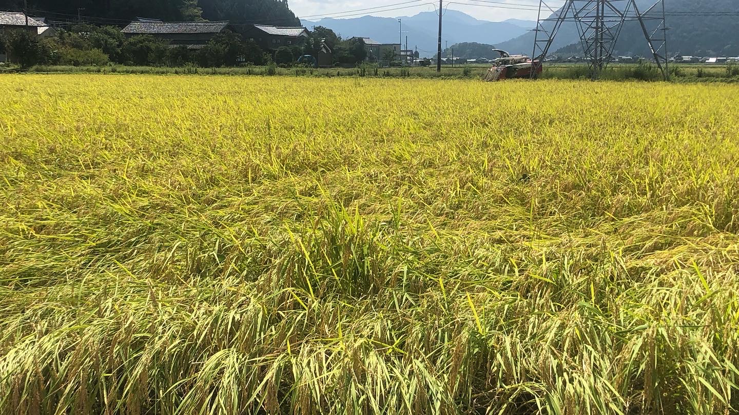 新米収穫の時期がきました