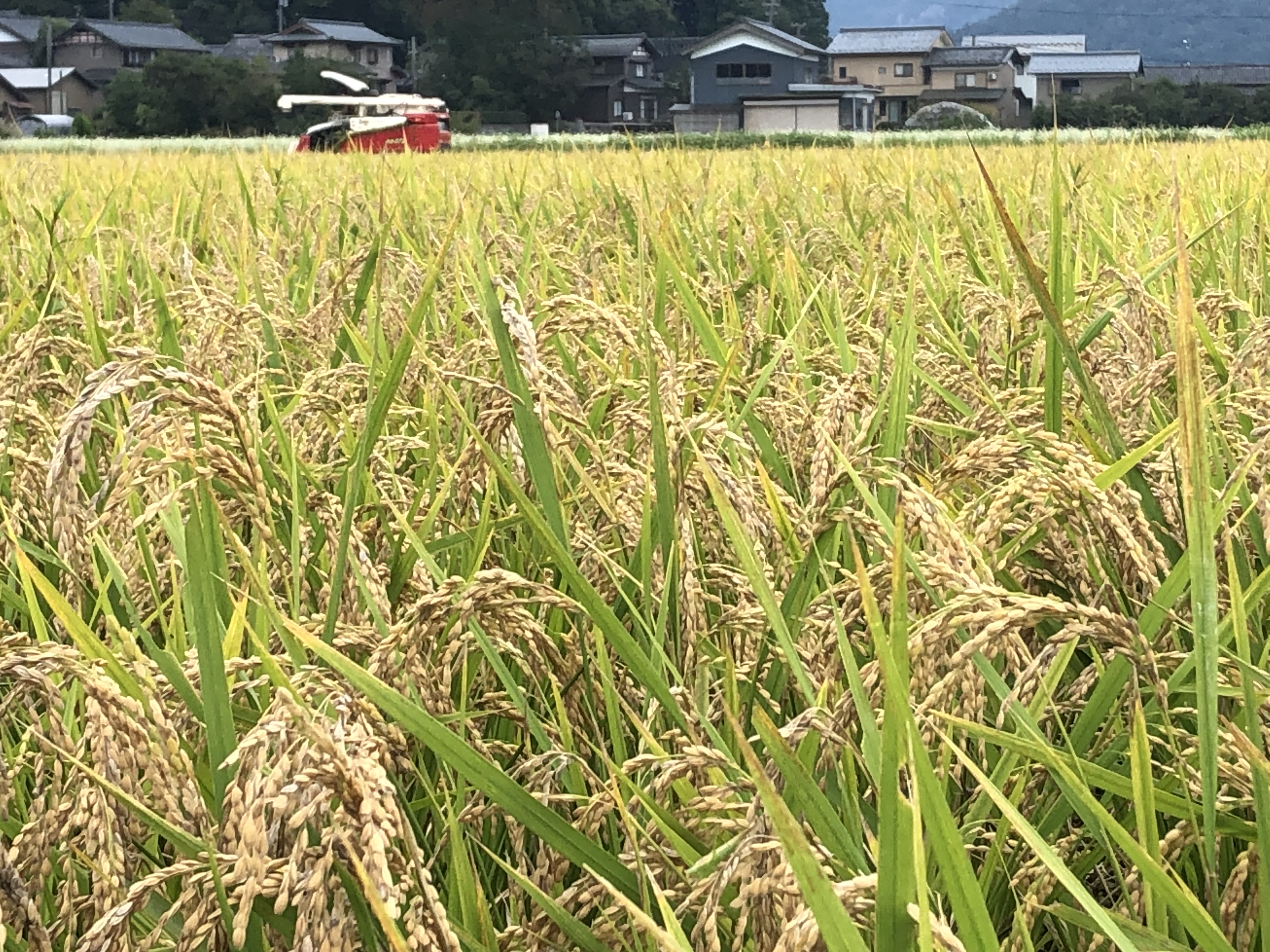 令和5年度産 ササニシキ新米 販売始めました
