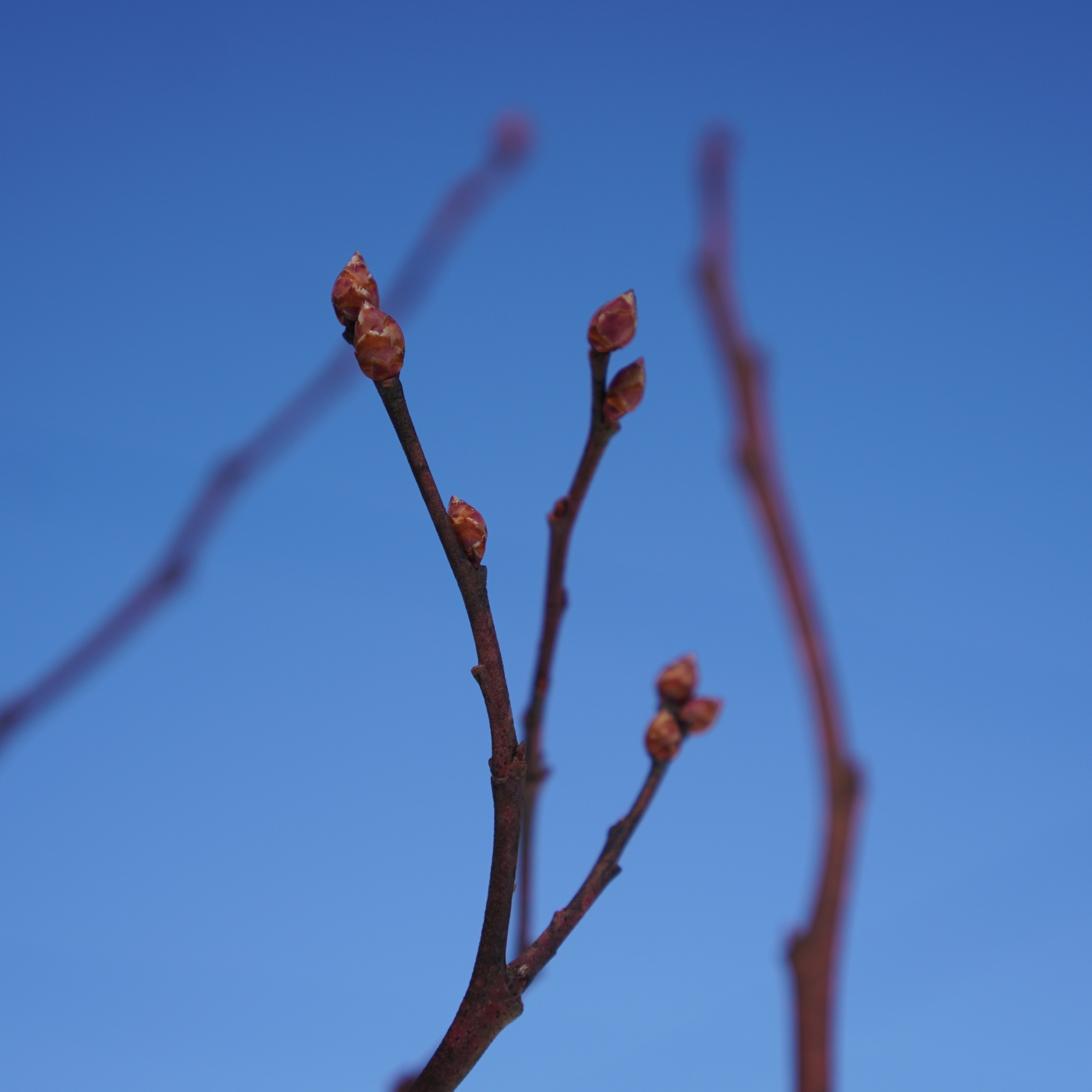 ブルーベリーの芽