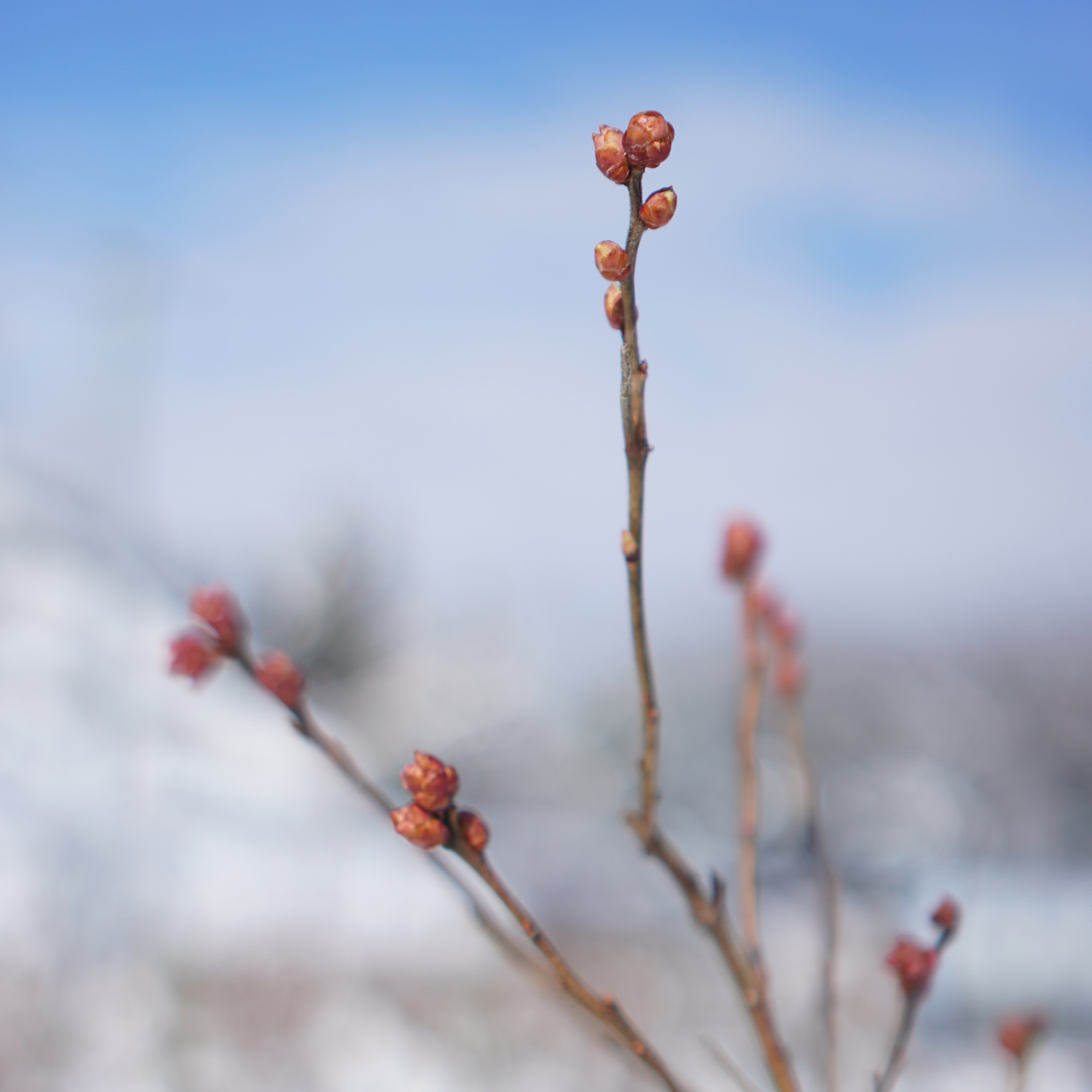 ブルーベリーの花のつぼみが膨らんできました