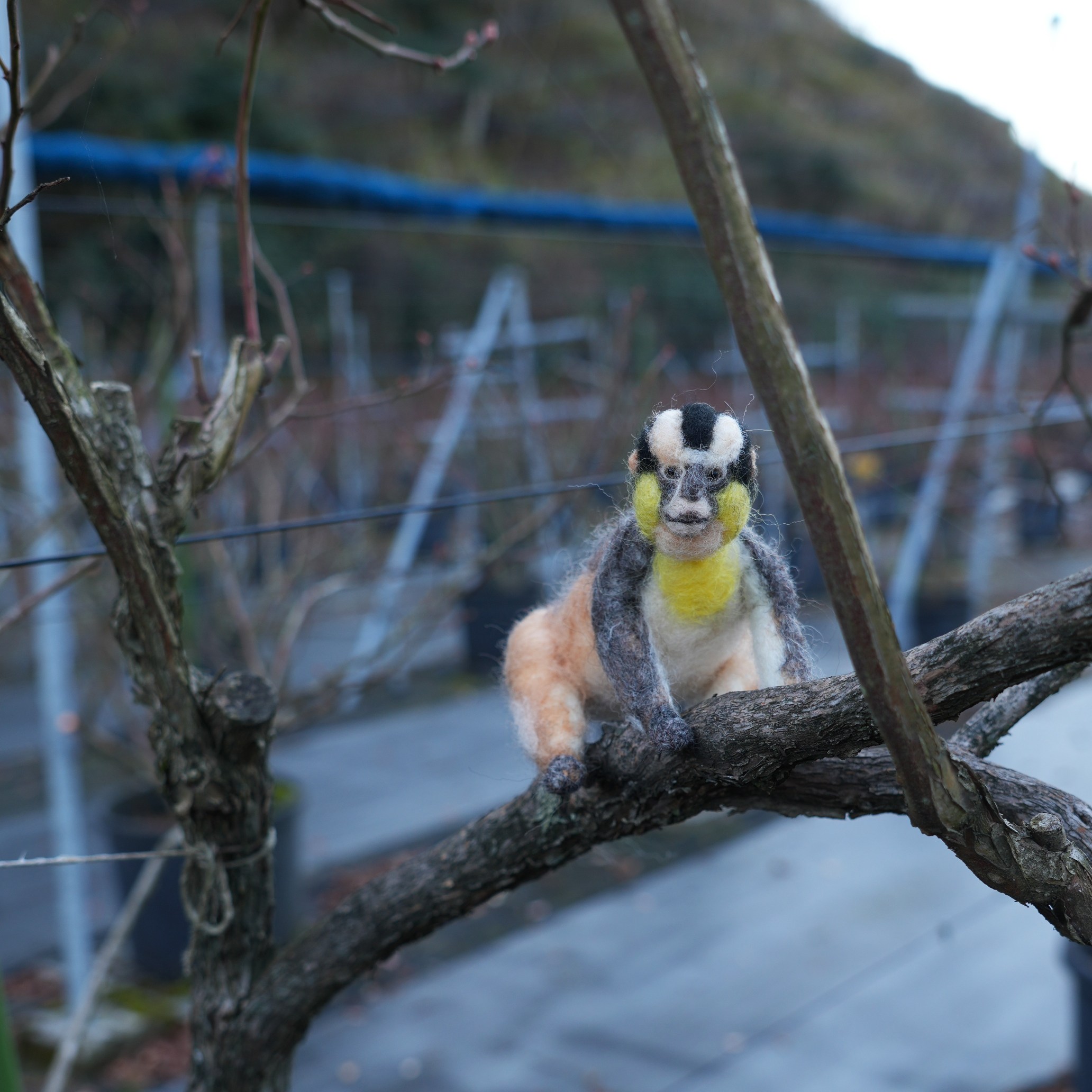冷凍ブルーベリー販売の一時停止について