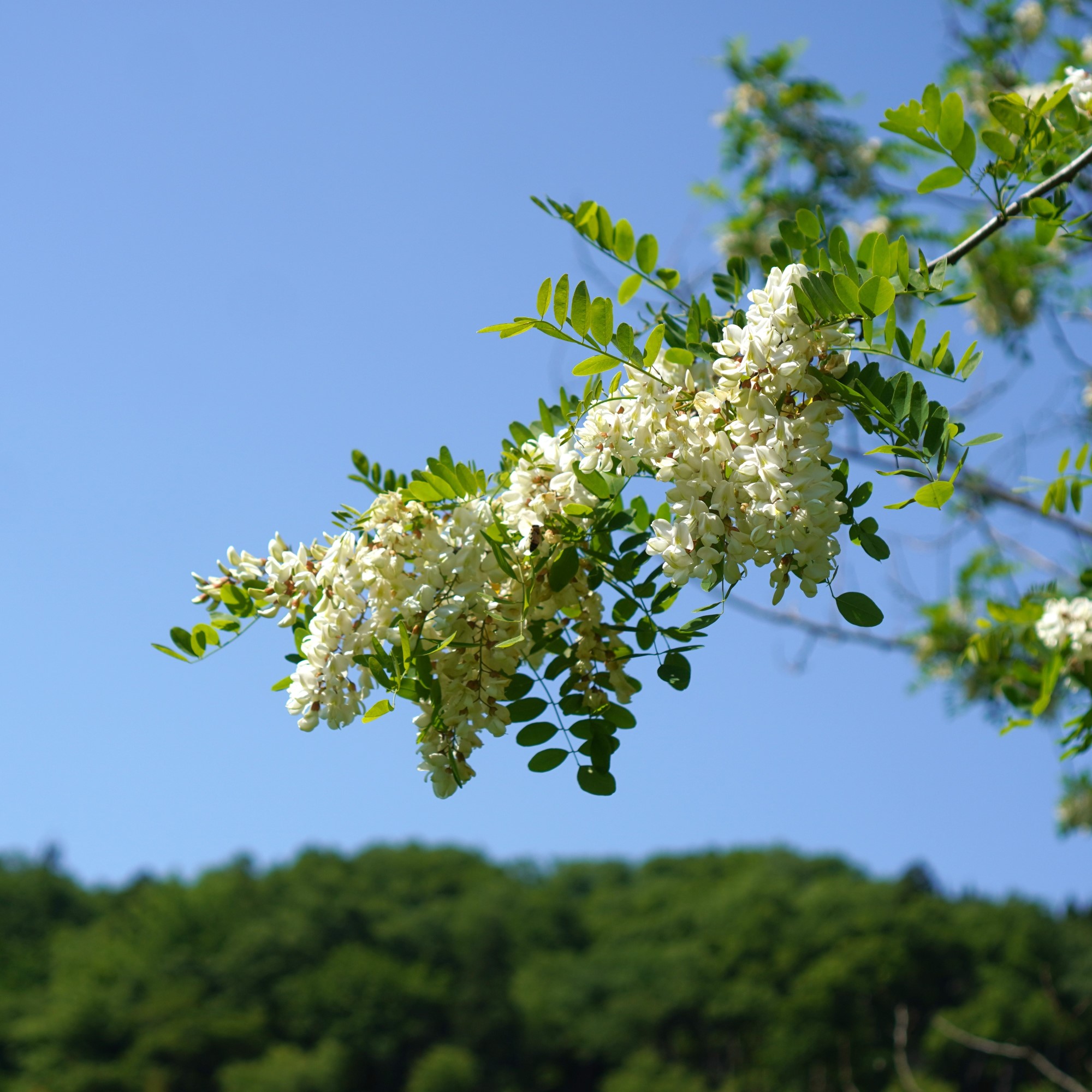 アカシアの花が咲きました