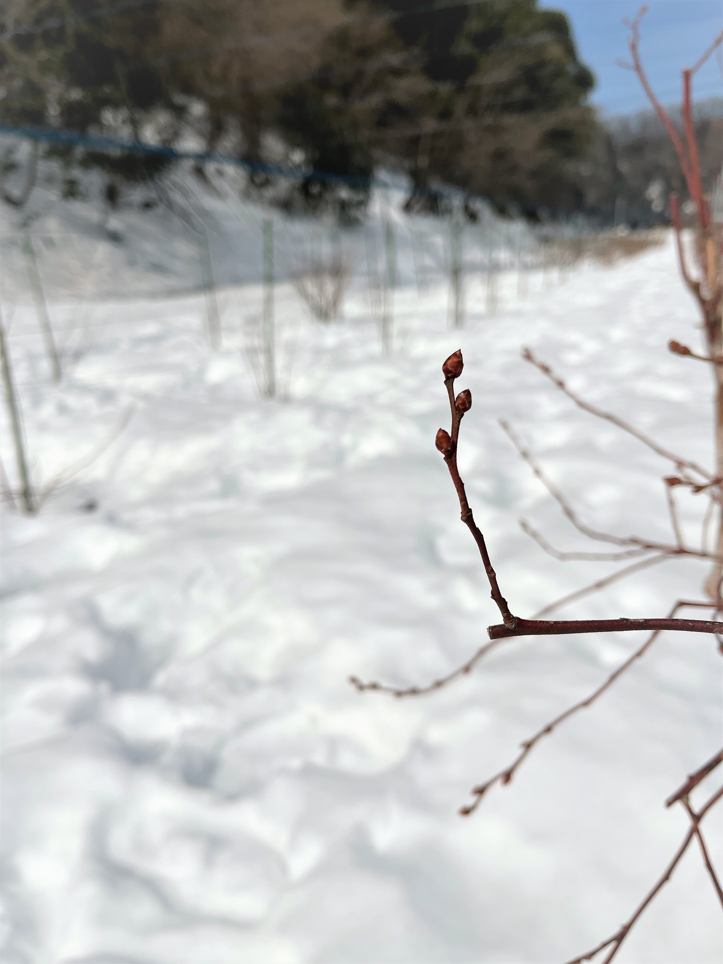 まだまだ雪深いです
