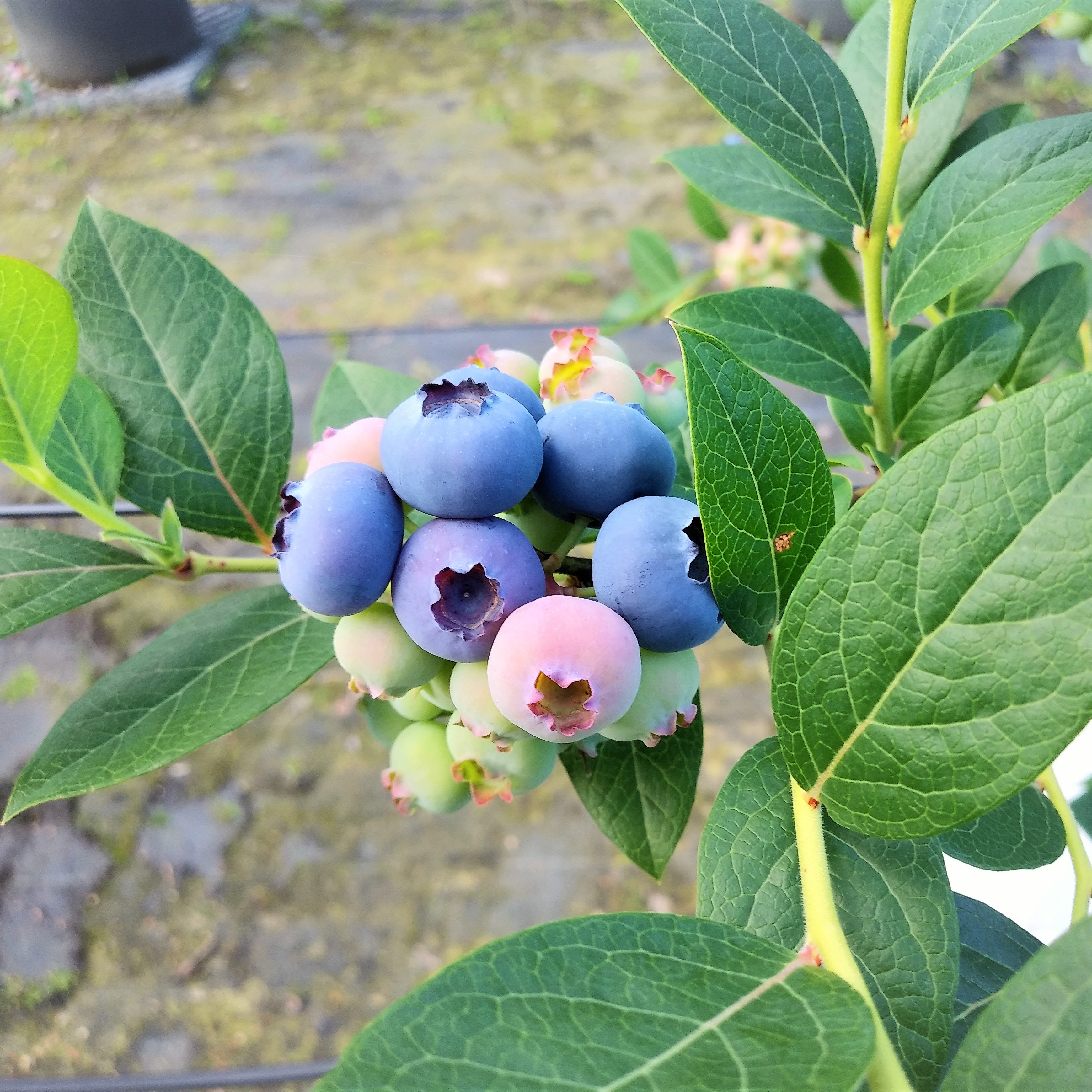 ブルーベリーが色づき始めました