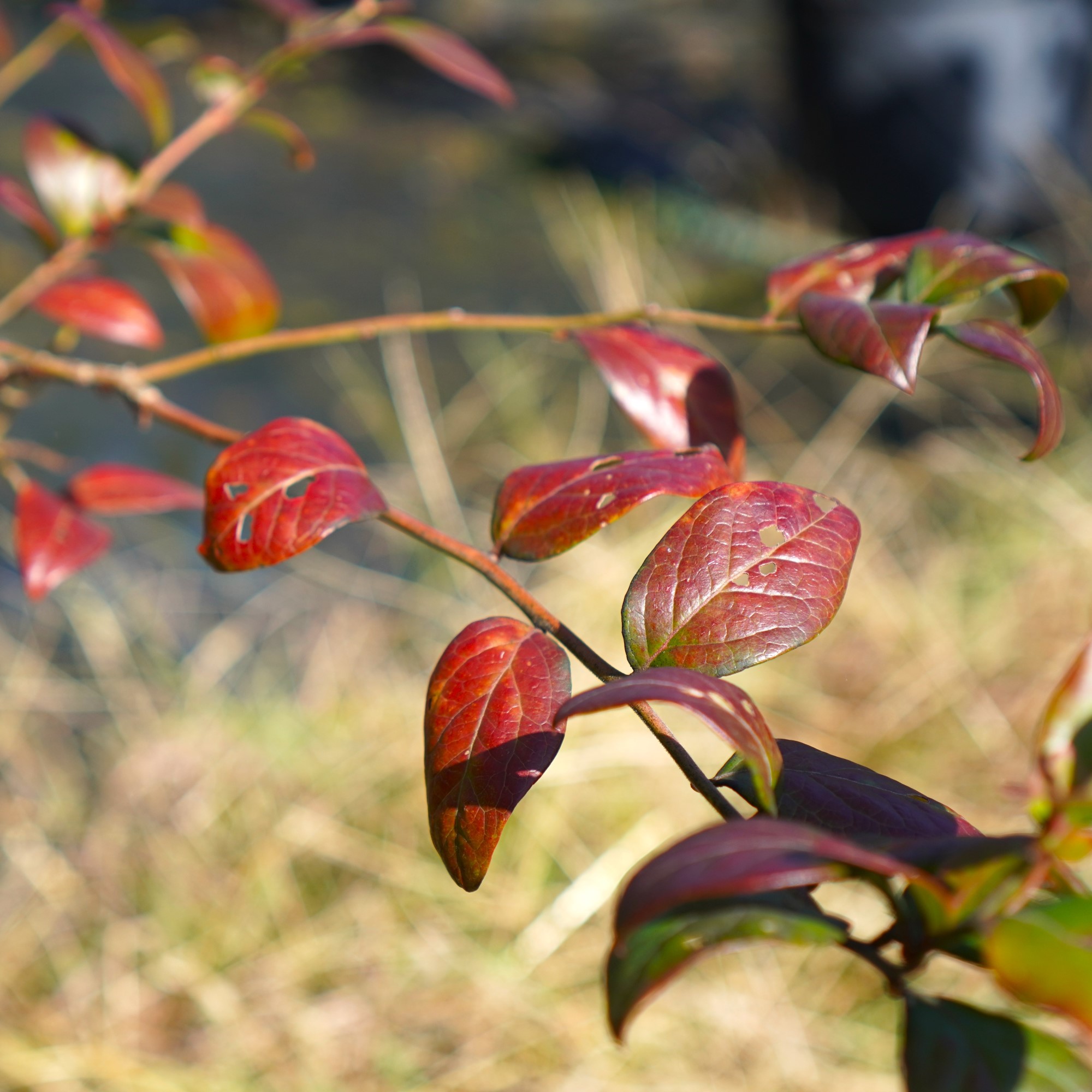 紅葉の季節です