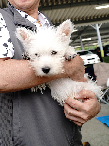 Westie Party !  ごあいさつ編　3