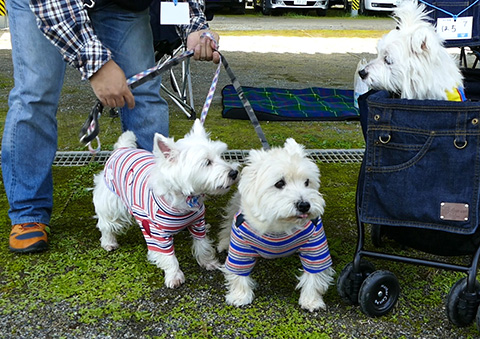 Westie Party !  ごあいさつ編　2