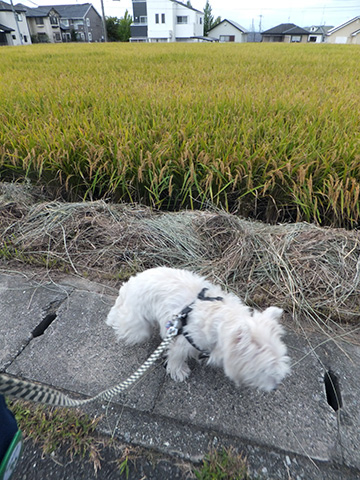 お散歩のお土産